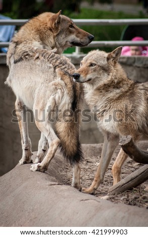 Picture of a couple of cute gray and ginger wolves