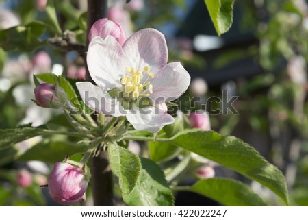 Blooming apple tree in early spring
