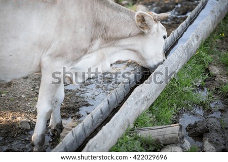 Colour picture of a cow drinking on a farm