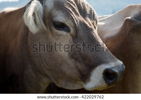 Colour picture of a cow on a farm