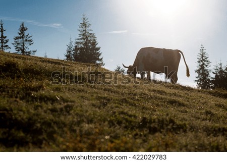 Colour picture of a cow grazing in the mountains