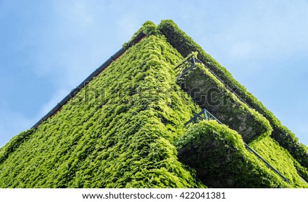 Ivy green house wall