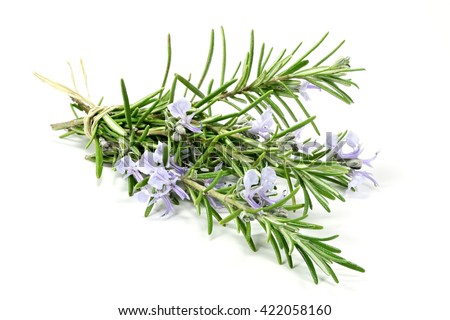 bunch of rosemary isolated on white background Royalty-Free Stock Photo #422058160
