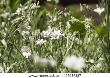 White flowers in a field, spring flowers with white petals