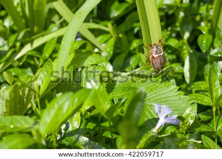 beetle climbing up a blade of grass , may beetle climbing a blade of grass , may beetle