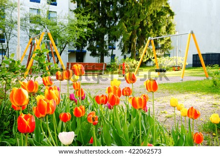 Beautiful tulips in spring. Tulips in garden. Finland