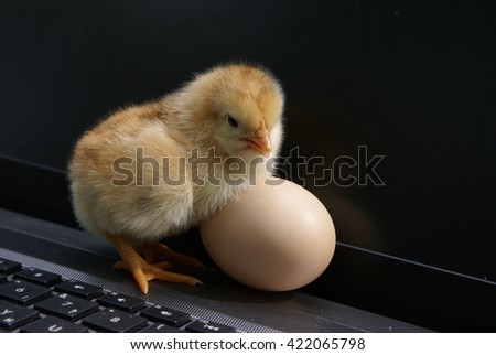 Little chick sitting on the keyboard