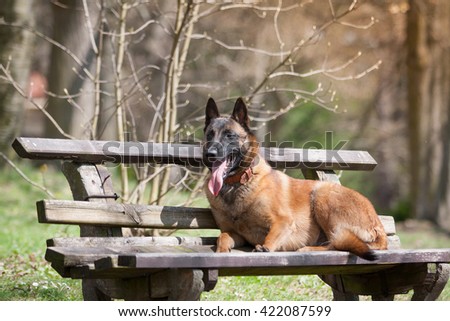 Belgian shepherd. Lovely and cute dog with funny face. Interesting dog breed. Dog photography outdoor. Dog for dogs sport - agility, obedience, frisbee. Animal shot capturing dog.Dog with collar.