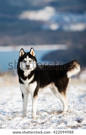 Siberian husky on a background of mountains in the snow. The dog on the background of nature. Dog in winter. Christmas.