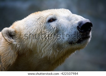 The polar bear (Ursus maritimus) picture of this beautiful animal
