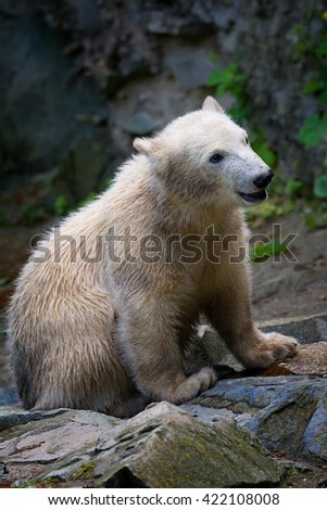The polar bear (Ursus maritimus) picture of this beautiful animal