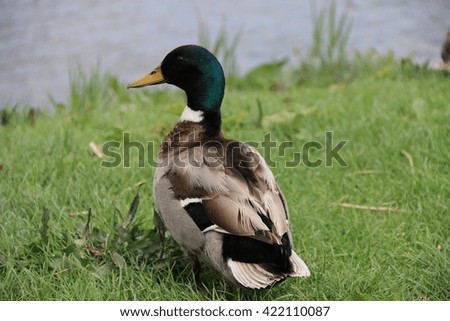 Duck on The grass 