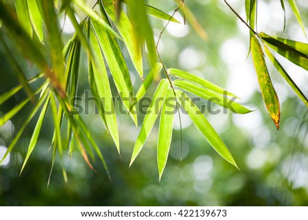 Green leaves background
