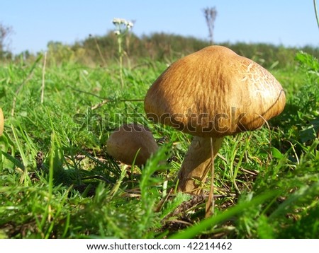 Low angle picture of a plain mushroom in the wild