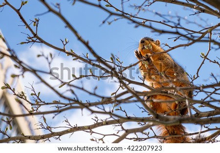 Fox squirrel eating leaf buds perched in a tree
