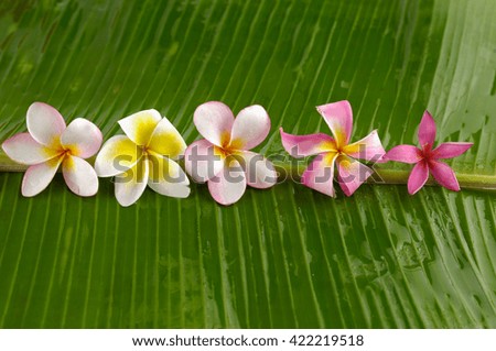 Plumeria flowers and banana leaf 