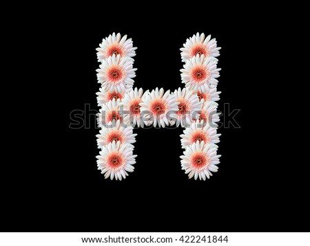 English alphabet " H " letter for Pink daisy Gerbera flowers with black background