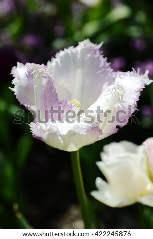 Light violet tulip with green plant