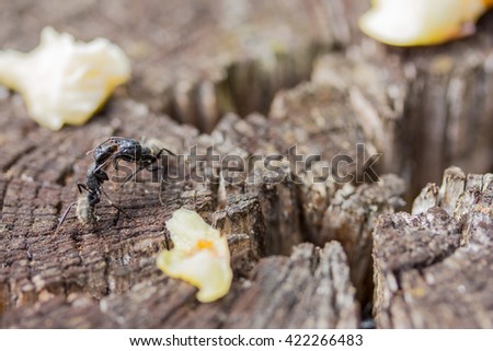 Two black ants fighting or embracing on the brown stump