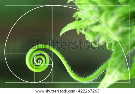 Illustration of spiral arrangement in nature.  Golden Ratio concept Royalty-Free Stock Photo #422267263
