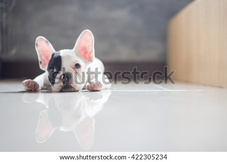French bulldog dog lying on the floor looking sad Royalty-Free Stock Photo #422305234