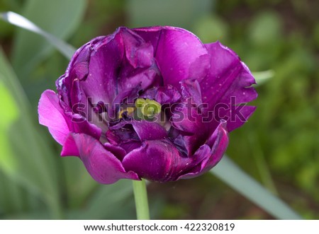 Dark purple tulip closeup
