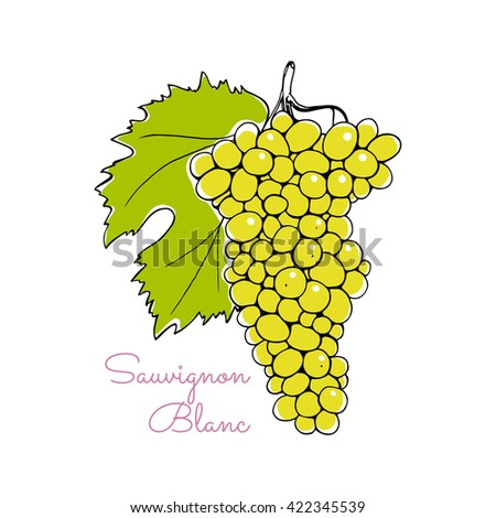 Vector illustration of hand drawn Sauvignon Blanc vine with leaf. Beautiful design elements. Royalty-Free Stock Photo #422345539