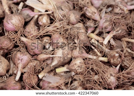 Fresh garlic on the ground
