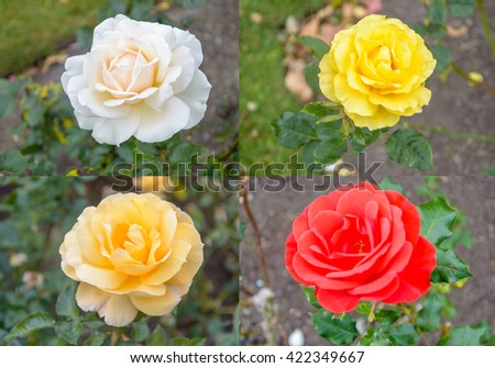 Four pictures of rose in one picture from botanic garden in Wellington, New Zealand