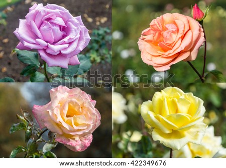 Four pictures of rose in one picture from botanic garden in Wellington, New Zealand