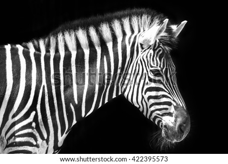 Zebra in park with two alternating black and white makes breast more powerful a mane stood ready to fight in wild, these animals should be preserved in the world