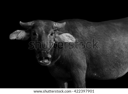 water buffalo ( black and white picture )on black background