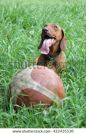 A brown dachshund on grass with a basketball.