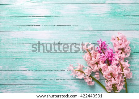 Background  with fresh  pink flower hyacinths on turquoise painted wooden planks. Selective focus. Place for text.