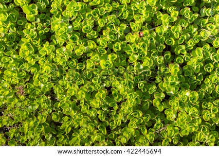 Place for your text. Green Nature Background. Bright spring pattern with many fleshy leaves. Sunny day. Abstract textured backdrop with green succulent with Red Tips. Carpet of plants filled picture. 