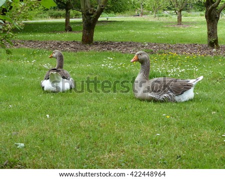 Domestic geese (Anser anser domesticus or Anser cygnoides)