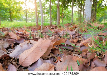 a selective focus picture of brown falling leaves on ground and green forest background