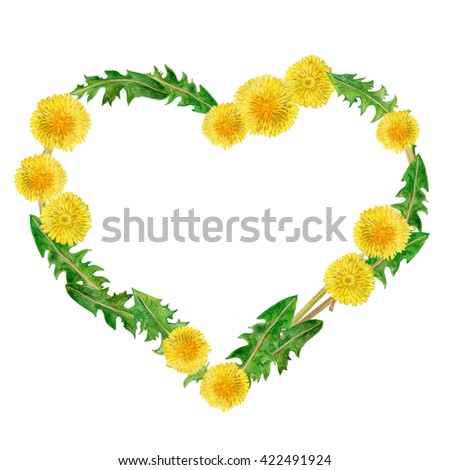 Watercolor drawing of spring flowers Taraxacum im heart shape. Hand drawn painting of beautiful dandelion plant. Spring flowers bouquet. Asteraceae family, Cichorieae tribe. Taraxacum officinale. 