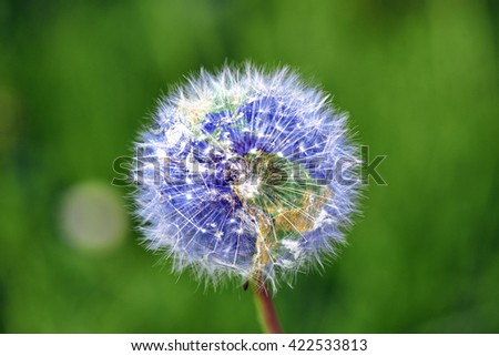 Dandelion with earth shape against green background