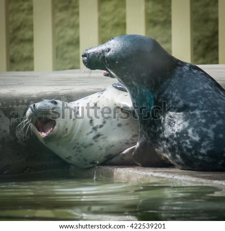 Couple of cute seals playfully fighting each other