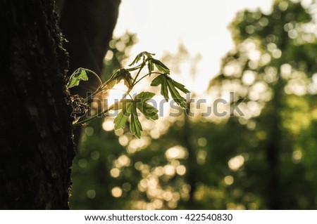 Nature background with green leaves and sunlight rays