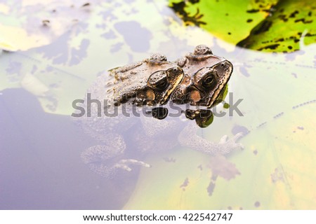 Couple of Toad during mating season with lotus leaves. The smaller male is on top. During amplexus, the female discharges eggs usually into water while the male sheds sperms over the eggs. 