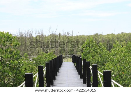 Mangrove,Bridge