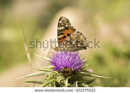 Butterfly and bee on flower close up image.