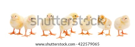 Panorama of brood little yellow chicks isolated on white background. Farm incubator chickens on walk. Royalty-Free Stock Photo #422579065