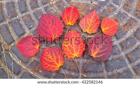 Autumn composition of bright red-orange leaves