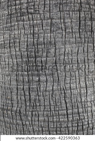 Close up of the bark of a palm tree background
