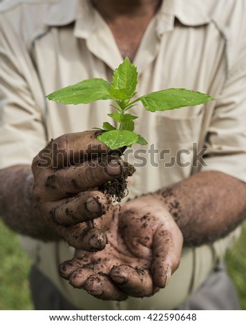 Senior man holding a young green plant in a garden. Ecology concept.
