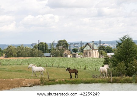Mayenne (Pays de la Loire, France) - Country landscape with horses at summer