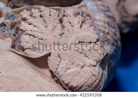 Close-up detail of a sagittal section of the cerebellum Royalty-Free Stock Photo #422595358